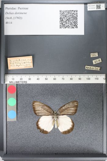 Media type: image;   Entomology 130033